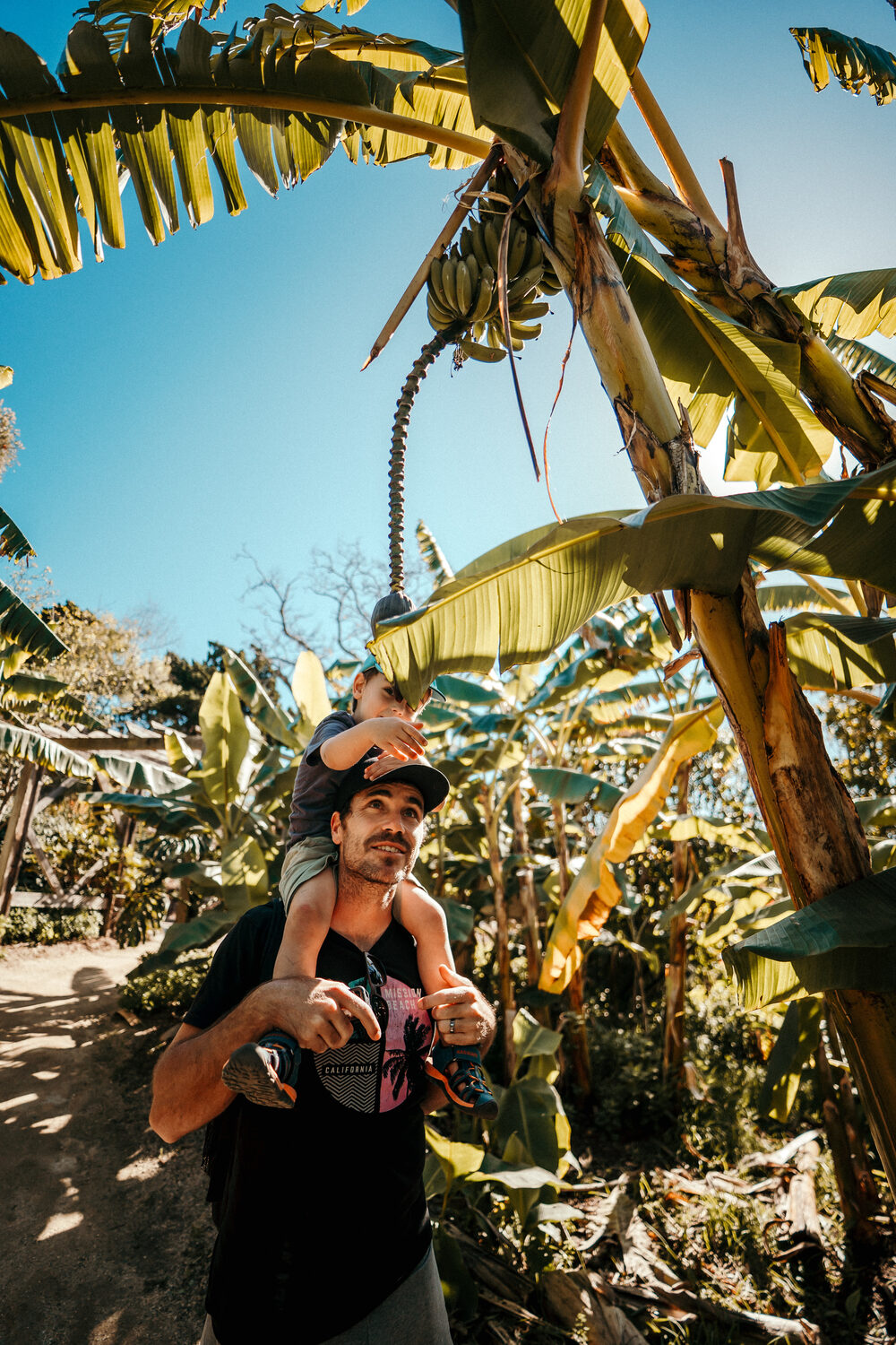Father and son under banana trees